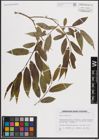 Foto von Salix fragilis L.
